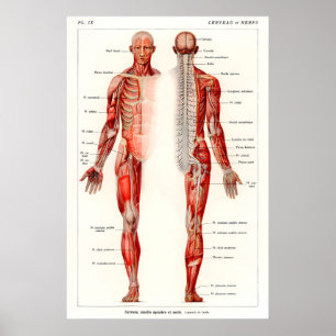 Antique Human Anatomy Art Print 19th Century