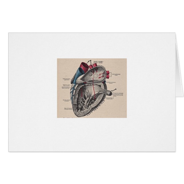 Antique human heart anatomy diagram (Front Horizontal)
