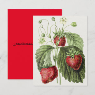 Antique illustration of Fraise reine des belges. Card