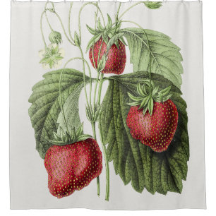 Antique illustration of Fraise reine des belges.   Shower Curtain