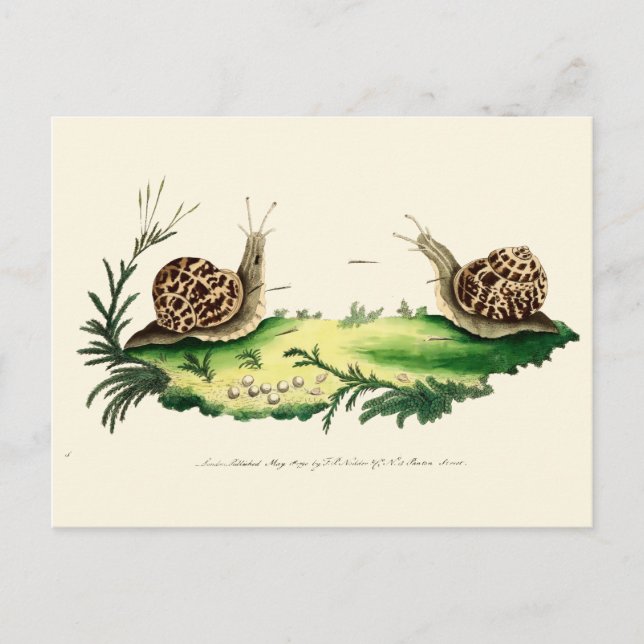 Antique Illustration of Garden Snails Postcard (Front)