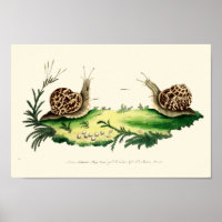 Antique Illustration of Garden Snails