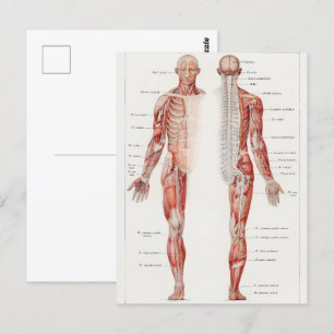 Antique Illustration of the Human Nervous System Postcard