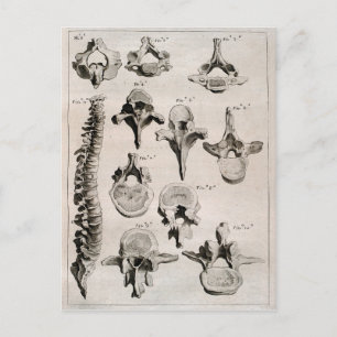 Antique Illustration of the Spine Postcard