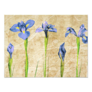 Antique Irises - Vintage Iris Background Customise Photo Print