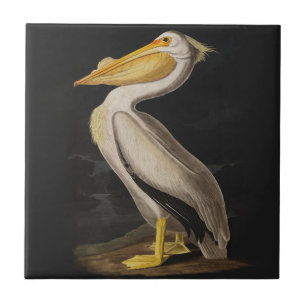 Antique John James Audubon White Pelican Coastal Tile