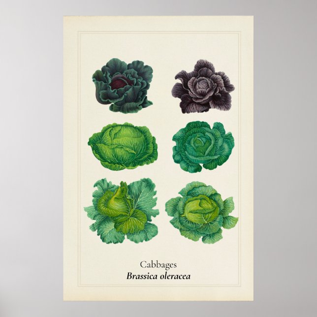 Antique Kale Botanical Illustration Wall Art (Front)