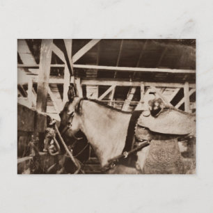 Antique Looking Horse Photo Postcard