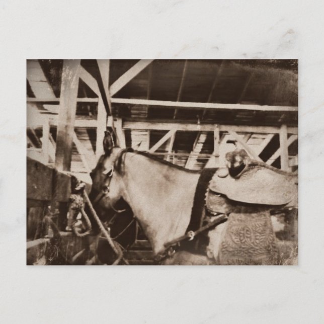 Antique Looking Horse Photo Postcard (Front)