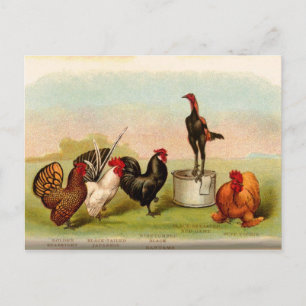 antique Louis P. Graham Bantams Poultry Postcard