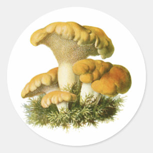 Antique Mushroom Print 13 Classic Round Sticker
