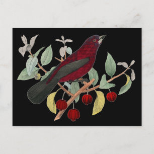 Antique Natural History Bird Print Red Finch Postcard