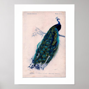 Antique Natural History Print Peacock Poster