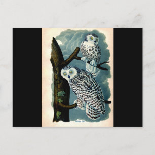 Antique Natural History Snowy Owl Print Postcard