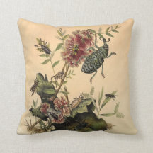 Antique Nature Beetles Bugs