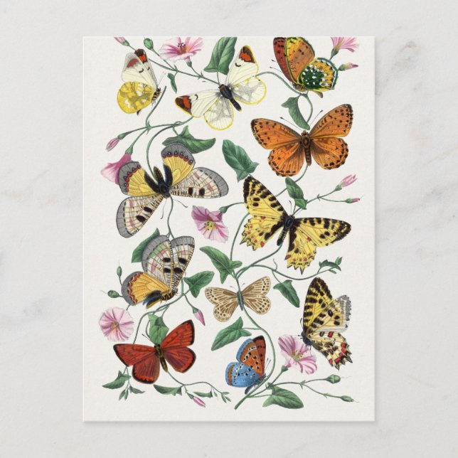 Antique Paul Gervais Butterflies Natural History Postcard (Front)