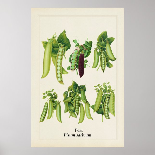 Antique Pea Botanical Illustration, Kitchen Art Poster (Front)