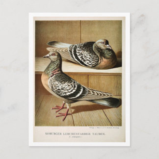 Antique pigeon litho engraving Coburger Postcard