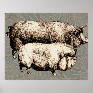 Antique Pigs Vintage piggy drawing Poster