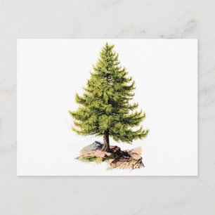 Antique Pine Tree Print Postcard