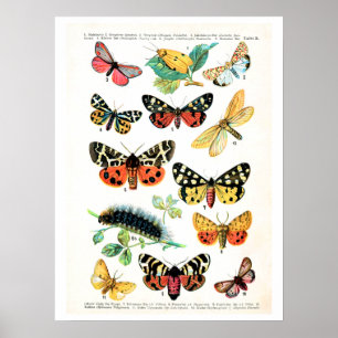 Antique plate, butterflies of Europe: plate 10 Poster