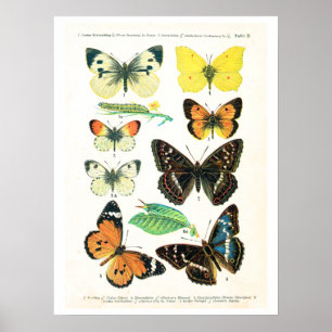 Antique plate, butterflies of Europe: plate 2 Poster