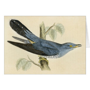 Antique Print of a Common Cuckoo