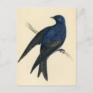 Antique Print of a Purple Martin Postcard
