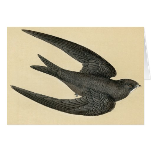 Image of Antique Print of a Swift