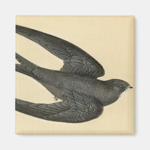 Antique Print of a Swift Magnet