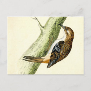 Antique Print of a Treecreeper Postcard