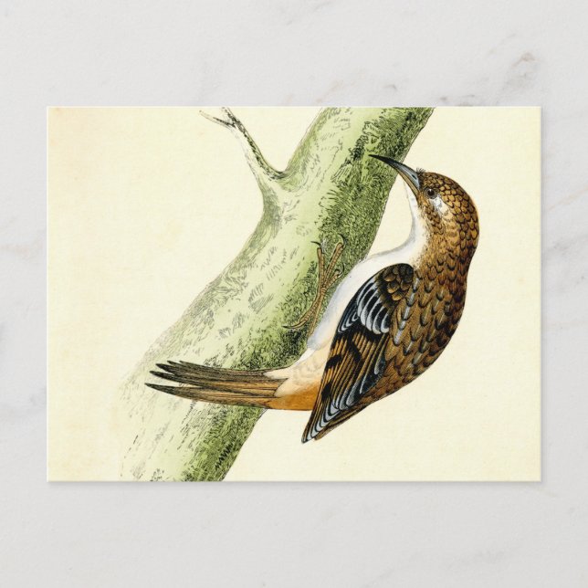 Antique Print of a Treecreeper Postcard (Front)