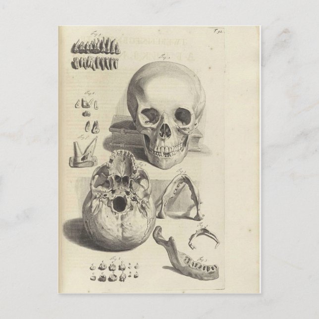 Antique print Skull Anatomy Postcard (Front)