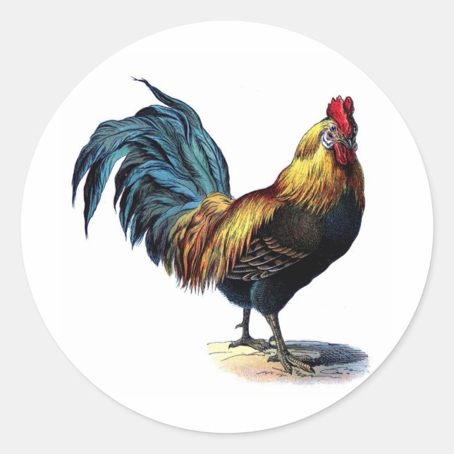 Antique Print Vintage Rooster Cockerel Classic Round Sticker (Front)