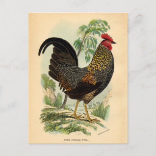 Antique Print Vintage Rooster Cockerel Postcard