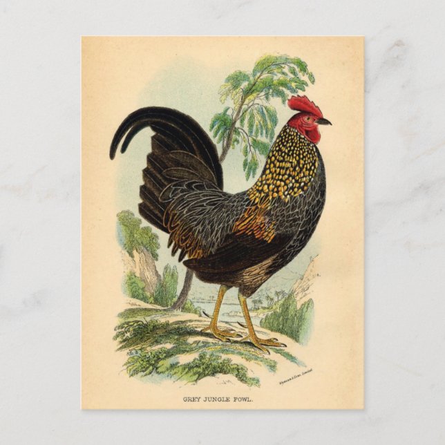 Antique Print Vintage Rooster Cockerel Postcard (Front)