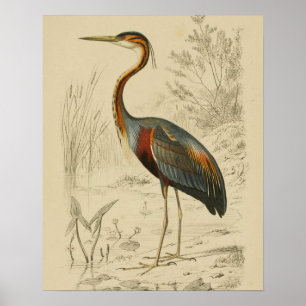 Antique Purple Heron Travies Edouard Print