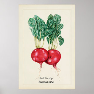 Antique Red Turnip Botanical Illustration Wall Art
