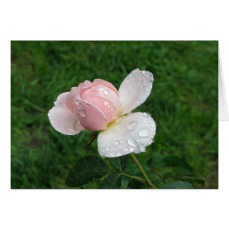 Antique Rose 3