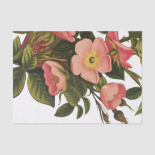 Antique Rose Flower Art Illustration Drawing Tissue Paper