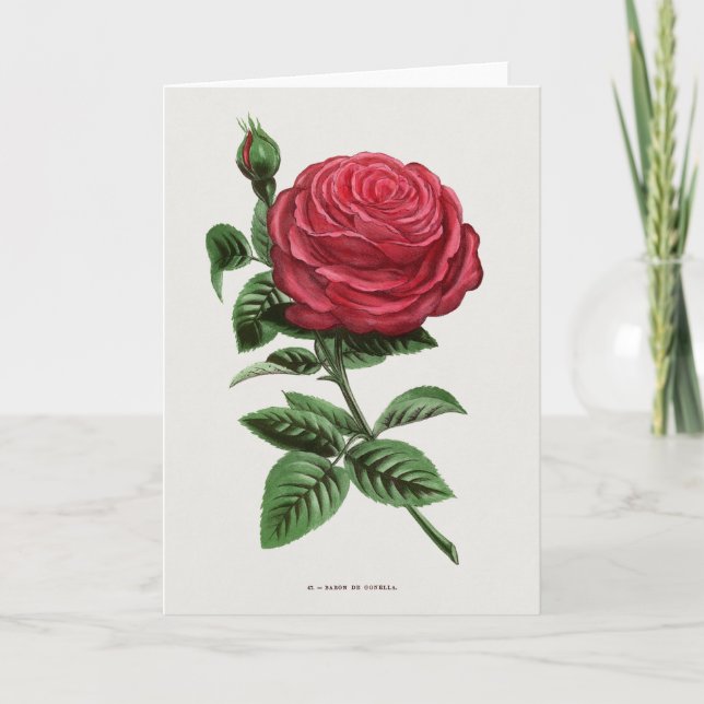 Antique Rose Lithograph, François-Frédéric Grobon Card (Front)