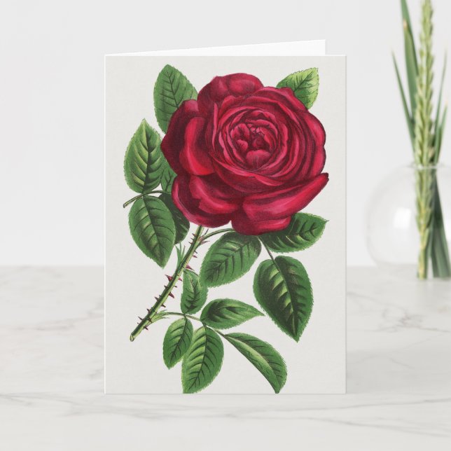 Antique Rose Lithograph, François-Frédéric Grobon Card (Front)
