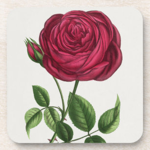 Antique Rose Lithograph, François-Frédéric Grobon Coaster