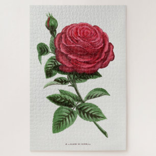 Antique Rose Lithograph, François-Frédéric Grobon Jigsaw Puzzle