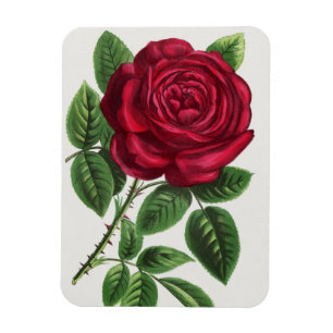 Antique Rose Lithograph, François-Frédéric Grobon Magnet