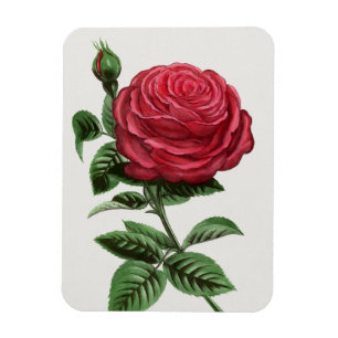 Antique Rose Lithograph, François-Frédéric Grobon Magnet