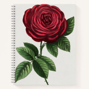 Antique Rose Lithograph, François-Frédéric Grobon Notebook