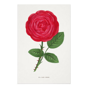 Antique Rose Lithograph, François-Frédéric Grobon Photo Print