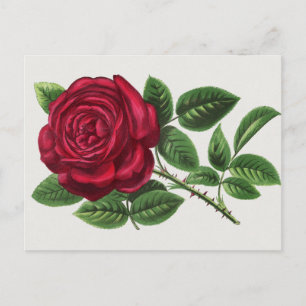 Antique Rose Lithograph, François-Frédéric Grobon Postcard
