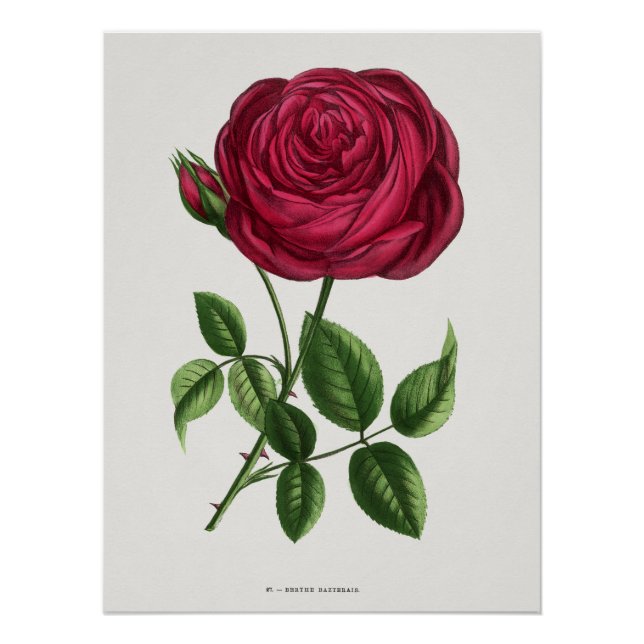 Antique Rose Lithograph, François-Frédéric Grobon Poster (Front)